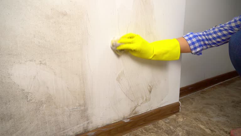  Jefferson, NC Mold Removal Pros