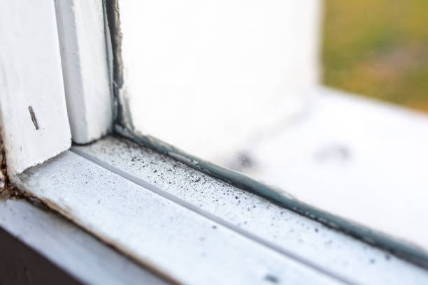 Biohazard Mold Removal in Jefferson, NC
