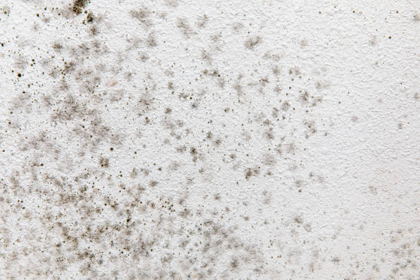 Best Emergency Mold Remediation  in Jefferson, NC
