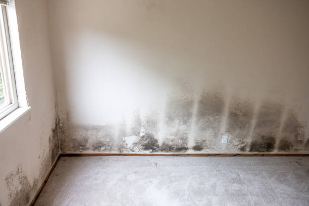  Jefferson, NC Mold Removal Pros
